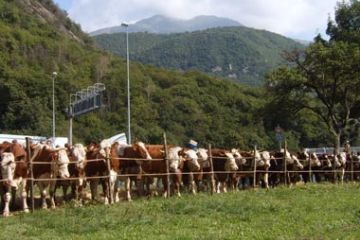 Fiera di San Matteo - Estate 2006