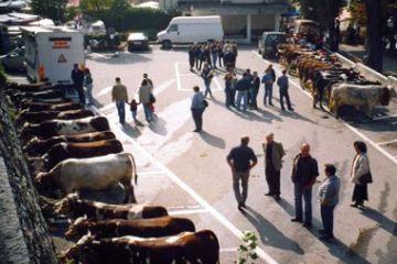 Fiera di San Luca - Bestiame