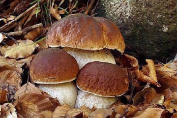 Corso formativo di preparazione ed esami per il rilascio dell’idoneit&#224; alla vendita per gli esercenti il commercio di funghi epigei freschi