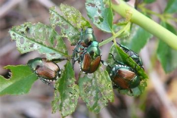 Popillia japonica – Piano d’azione per 2026 per i comuni ricadenti in zona infestata